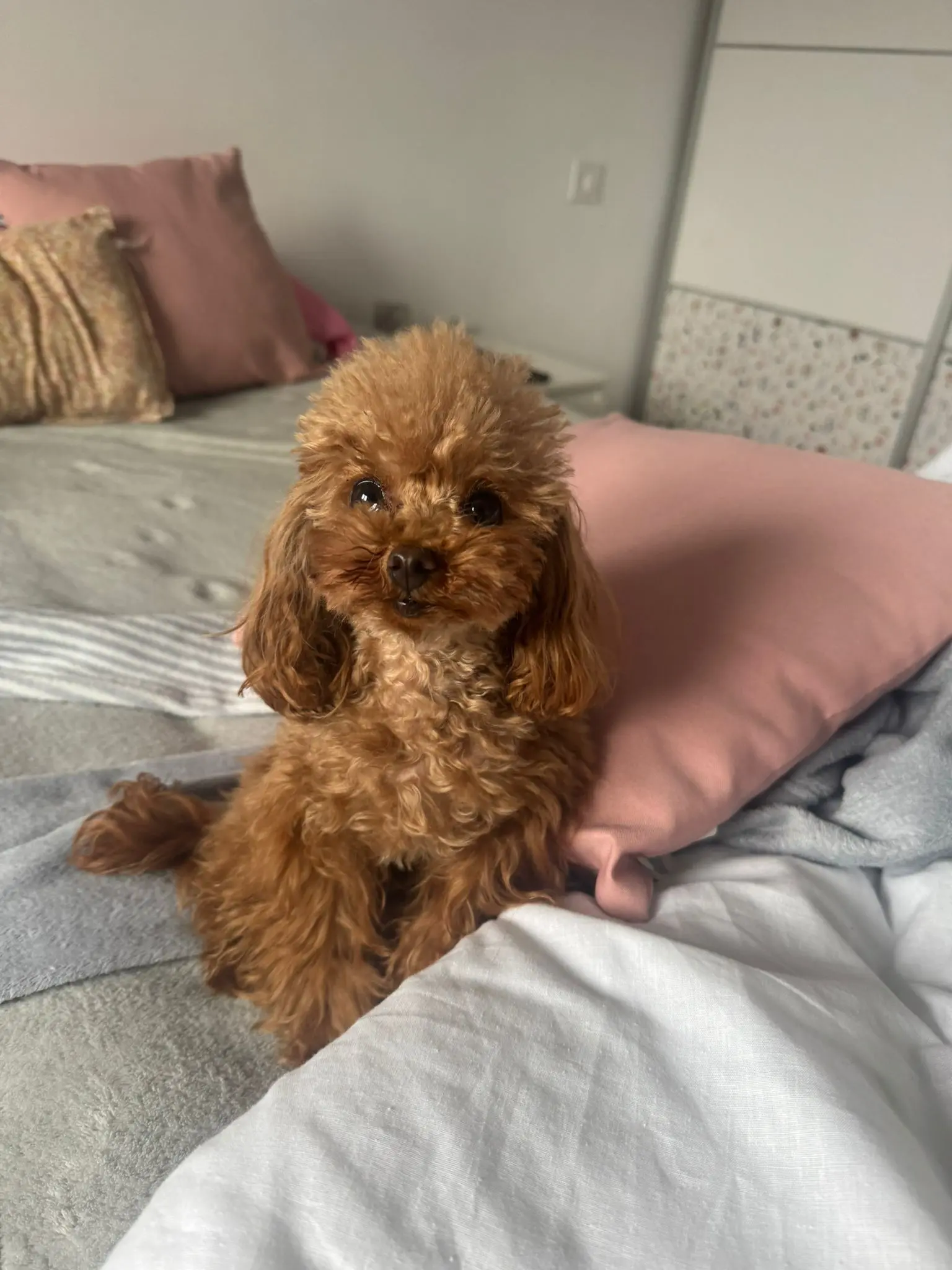 Cachorro Caniche Toy albaricoque criado en ambiente familiar